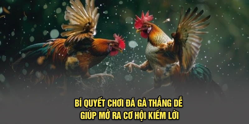 Bí quyết chơi đá gà thắng dễ giúp mở ra cơ hội kiếm lời