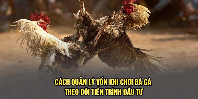 Cách quản lý vốn khi chơi đá gà - Theo dõi tiến trình đầu tư