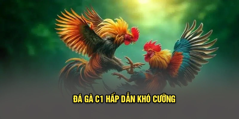 Đá gà C1 hấp dẫn khó cưỡng
