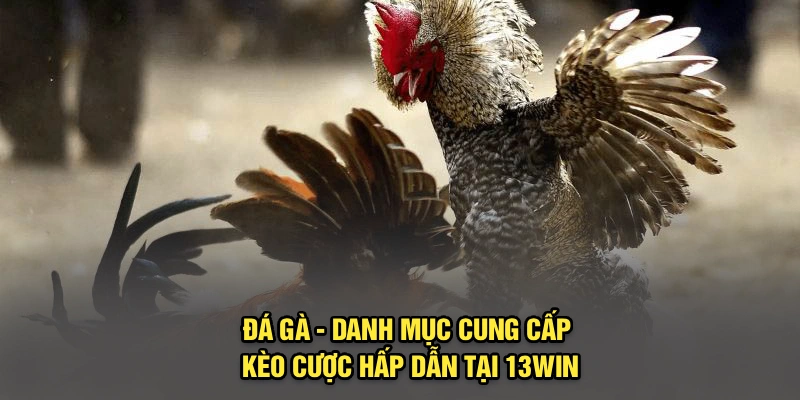 Đá gà - Danh mục cung cấp kèo cược hấp dẫn tại 13Win