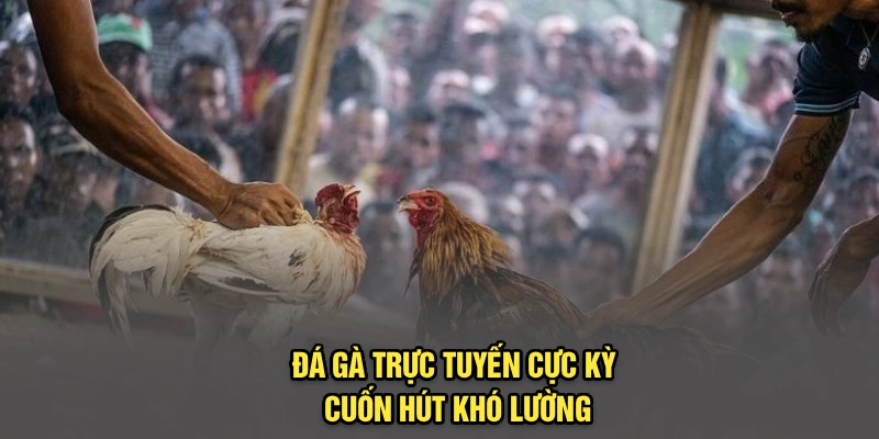Đá gà trực tuyến cực kỳ cuốn hút khó lường