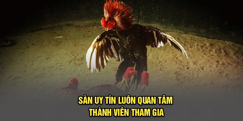 Sàn uy tín luôn quan tâm thành viên tham gia
