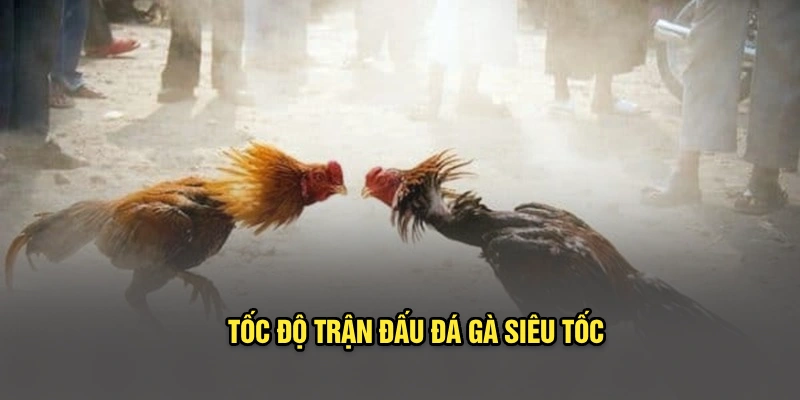Tốc độ trận đấu đá gà siêu tốc